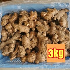 おや生姜 土付き 土佐一 3kg
