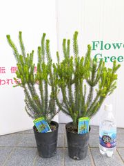 【ラスト】エリカ　セシリフローラ　セッシリフローラ　３.５号　苗　ガーデニング　寄植え