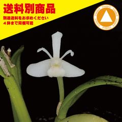 洋蘭 Cadetia taylori