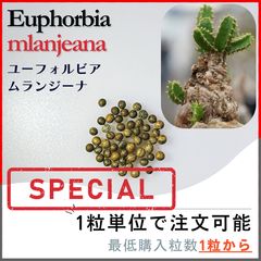スミレ　葉っぱ　訳あり品　300g ツマグロヒョウモン　幼虫　餌 スミレ 葉っぱのみ ツマグロヒョウモン 幼虫 餌 大き目50枚 - メルカリ