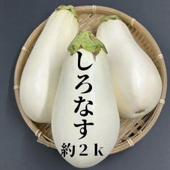 【愛媛県大洲産】しろなす　約２ｋ　（送料込み）
