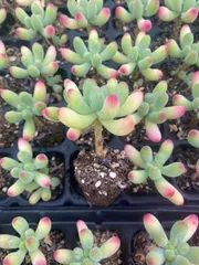 2025年最新】サボテン セットの人気アイテム - メルカリ