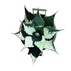 AGAVE Parryi truncata アガベ パリー トランカータ 小サイズ(5号鉢) 001