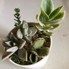 多肉植物　寄せ植え