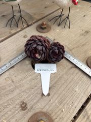 ブラックアイズ 現物品 エケベリア トロピカルガーデン 多肉植物