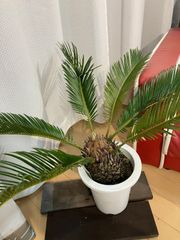 ソテツ A4 現物販売 屋外 観葉植物