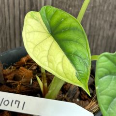 10171 アロカシア　ドラゴンスケール　斑入りAlocasia Dragon Scale variegata 送料無料