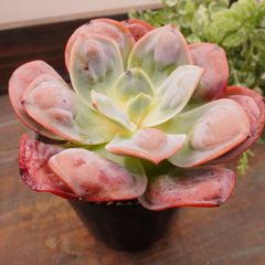MA142	マカロン	【イータニク】多肉植物　韓国苗　第四種郵便発送