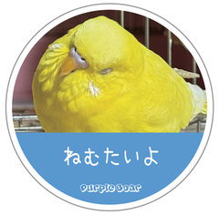 送料無料　セキセイインコ　インコ「インコ　ねむたいよ　ステッカー」（約６０ｍｍ×約６０ｍｍ）