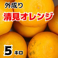 清見オレンジ　内容量５キロ　サイズ不揃い　訳あり家庭用　北海道、沖縄のお客様発送不可です