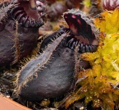 Dionaea muscipula Carnivoria Villarica ディオネアマスシプラ ヴィラリカ ハエトリソウ ハエトリグサ 食虫植物  観葉植物 - メルカリ