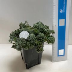 多肉植物　モナンテス　アミドロス(レア)  抜き苗　根付き