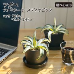 鉢植え 観葉植物 アガベ アメリカーナ メディオピクタ 3.5号 黒プラスチック鉢 受皿付 小さい 多肉植物 誕生日 母の日 お祝い 送料無料