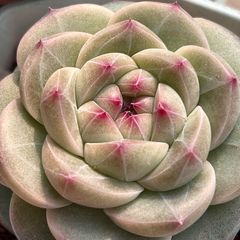 新入荷　入手困難品種　多肉植物　エケベリア　抹茶イチゴ大福　4-5cm  抜き苗　1株