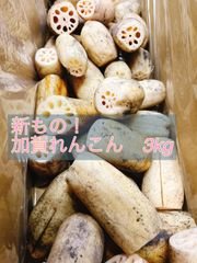 【れんこんの王様】加賀れんこん　3kg 規格外