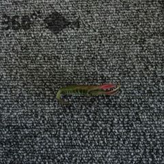 【神田釣具 360°】1519: used lure worm