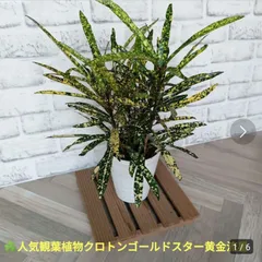 観葉植物クロトン黄斑・流星75cm・陶器鉢入なのでこのままお飾り出来ます‼︎