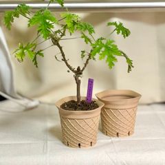 ワッフルコーン 植木鉢 アイスクリーム 植木ポット 植物のサムネイル