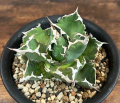 Agave/アガベ  チタノタ/白鯨 台湾輸入株 美株 発根済  送料込み