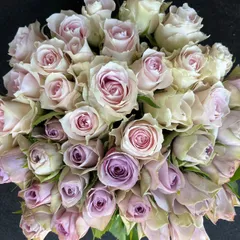 バラ　切り花・生花＊くすみ系パープル＆ピンクハーフ＆ハーフ＊　30㎝SM　40本