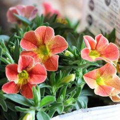 一重咲き カリブラコア サンバ ディーバオレンジ 3.5号ポット苗 【3株販売】 寄せ植え 花壇 鉢植え お洒落 おしゃれ 可愛い かわいい 春の花 夏の花 秋の花 花 苗 初心者