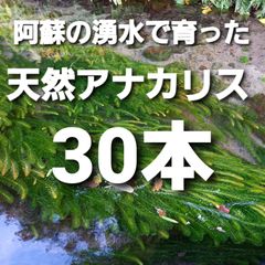 30本以上 阿蘇の湧水で育った水草 天然アナカリス