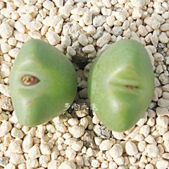 小娘 2頭 コノフィツム Mサイズ5.5ｃｍポット 足袋型 昼咲き種 Conophytum Komusume 多肉植物 多肉永遠