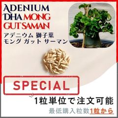 【種子】アデニウム 獅子葉 MGS /セット割あり数量1粒から購入OK