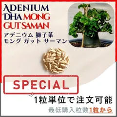 ザ・ファームセレクト]アデニウム：アラビカム ドワーフ