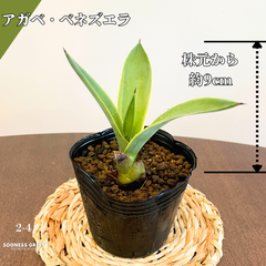 【沖縄育ち】約9cm アガベ・ベネズエラ 観葉植物 初心者向け ガーデニング 南国 ☆2-4