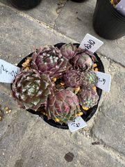 センペルビウム4種セット①