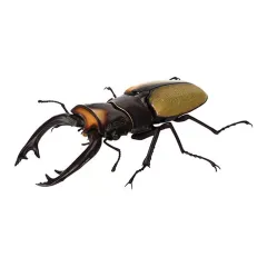 【中古】トレーディングフィギュア ラコダールツヤクワガタ 「いきもの大図鑑 くわがた09」