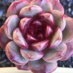 新入荷　多肉植物　エケベリア　ルビーチョコレート　4cm   抜き苗　１株