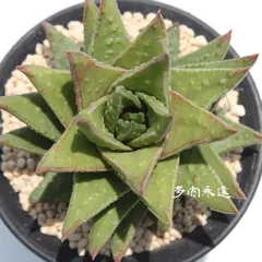 小熊座 ハオルチア Mサイズ5.5ｃｍポット hawrthia Astroloba Ursamior 多肉植物 多肉永遠