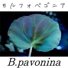 Begonia barsalouxiae ベゴニア　バルサロウクシエ　❣️原種 ベゴニア バルサロウクシエ(1ポット)原種ベゴニア | チャーム