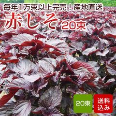 赤しそ 葉 5kg 250g×20束 赤シソの葉 梅干し用 赤紫蘇ジュース用 福岡県芦屋産