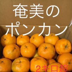 奄美大島産　無農薬　ポンカン
