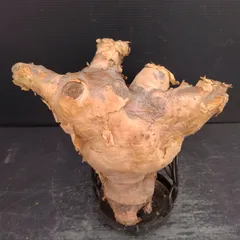 超特大 現地球 発根済み キフォステンマ マクロプス 山中勇人 y鉢付き 2025年最新】キフォステンマ マクロプスの人気アイテム - メルカリ