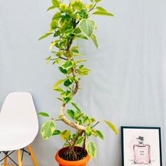 ［現品］80番　フィカス　アルテシマ　曲がり　10号　尺鉢　観葉植物　室内　大型　ゴムの木　おしゃれ　かわいい  斑入り