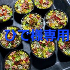 ひで様専用
