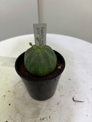 ユーフォルビア・オベサ　インテリア　グリーン　多肉植物　塊根植物　雄株　雌株　黄色い花