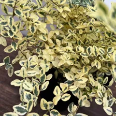 2025年最新】赤葉ツツジの人気アイテム - メルカリ