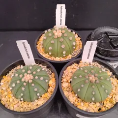 10年目の実生ミラクル兜① 特大ヒトデ型株 直径約8cm 鉢ごと