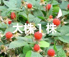 2025年最新】イチゴ苗の人気アイテム - メルカリ