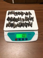 工場直売関西産A級品 乾燥なまこSSS 100g50匹 (計量時100g53本)