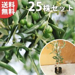 超逸品。ジューンベリー大株立ち2.5M(鉢底から)品番C◎シンボルツリー