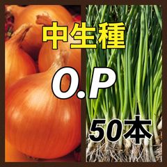 玉ねぎ苗　ネオアース500本、赤玉ネギ200本 玉ねぎ苗（中晩生）F1ネオアース 500本 貯蔵系 たまねぎ 玉葱