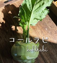 【クール便送料込み】食感最高！ 旬の野菜 コールラビ  5個