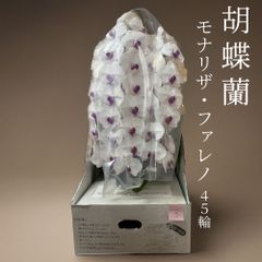 【訳ありB品】胡蝶蘭　＜赤目＞モナリザ・ファレノ　45輪　※定価27,000のサムネイル