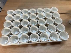 トレー&鉢セット　　A25白(35個)とPMT-35(1個)